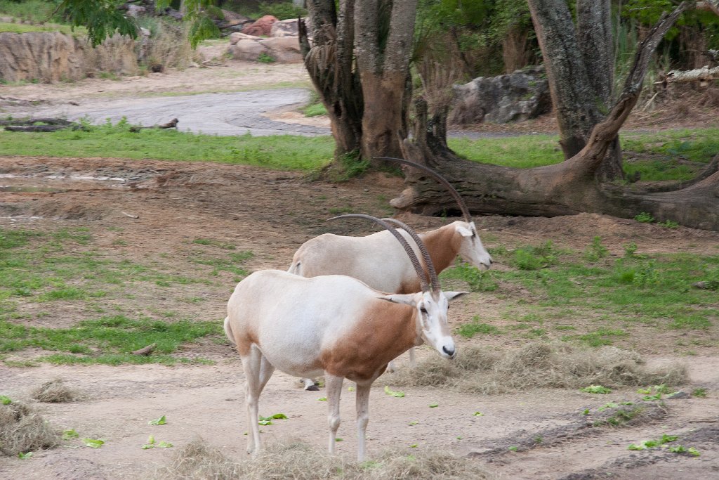 IMG_6784.jpg - Scimitar-horned oryx, showing their desert colors.